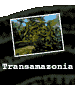 2. Transamazonia