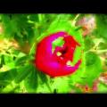CEREMONY : observances in sound & vision