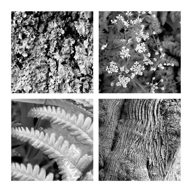 Plants